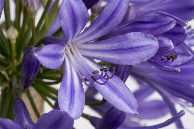 Agapanthus 'Navy Blue' bloem