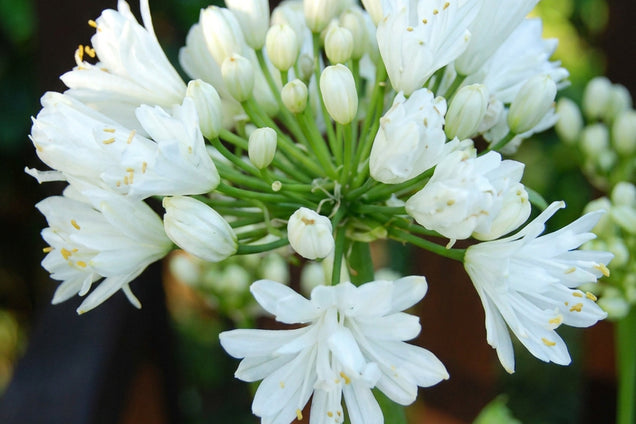 Agapanthus 'RFDD' bloem