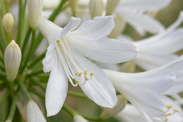 Agapanthus 'Silver Lining' bloem
