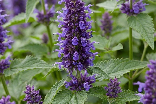 Agastache 'Blue Boa' bloem