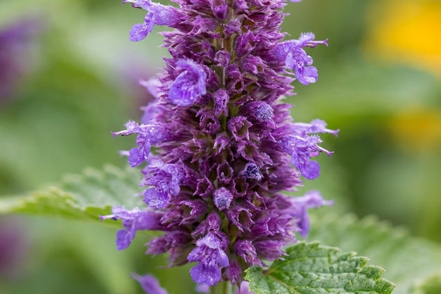 Agastache foeniculum bloem