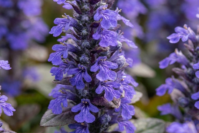 Ajuga reptans 'Atropurpurea' bloem
