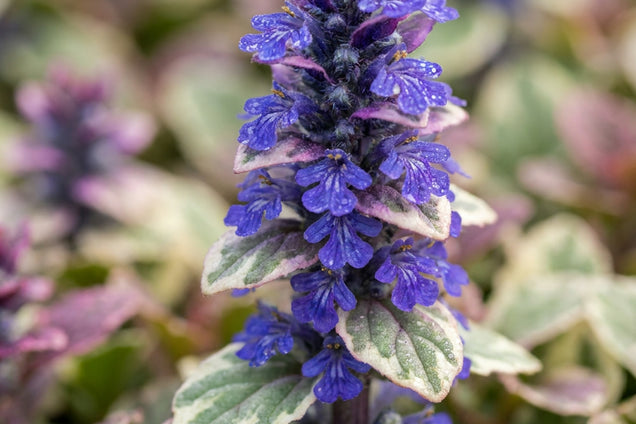 Ajuga reptans 'Burgundy Glow' bloem