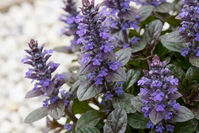 Ajuga reptans 'Mini Mahogany' bloem