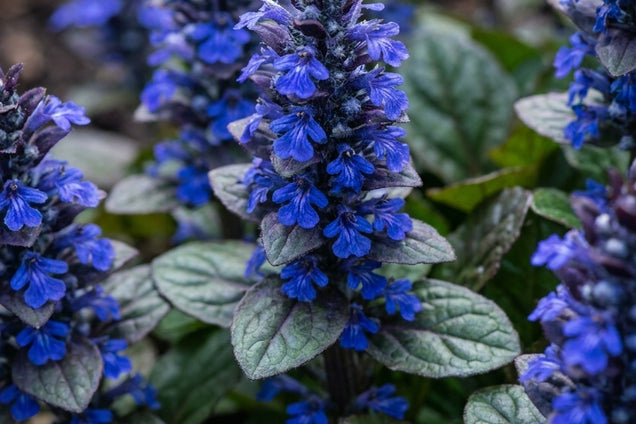 Ajuga reptans bloem