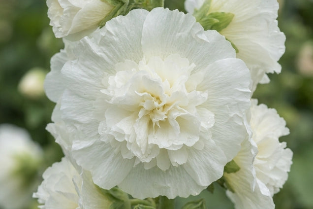 Alcea rosea 'Chater's Double White' bloem
