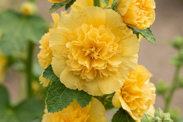 Alcea rosea 'Chater's Double Yellow' bloem