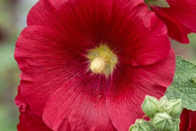Alcea rosea 'Mars Magic' bloem
