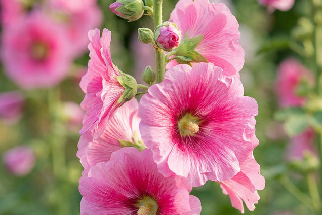 Alcea rosea 'Radiant Rose' bloem