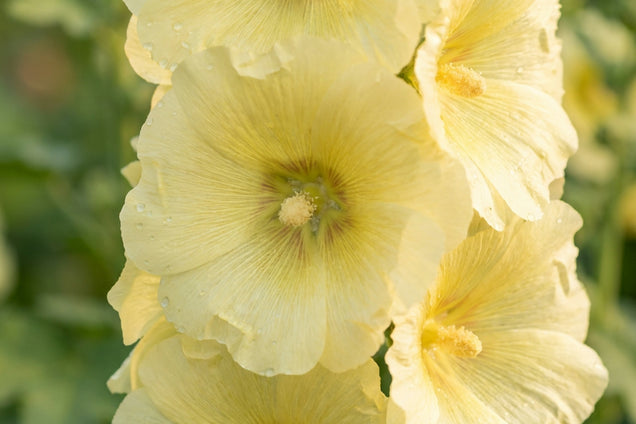 Alcea rosea 'Sunshine' bloem