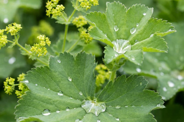 Alchemilla caucasica blad