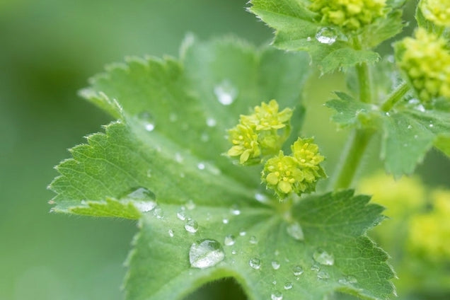 Alchemilla vulgaris bloem