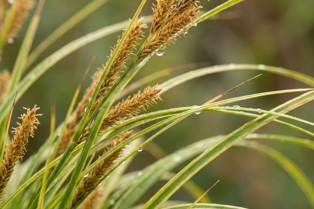 Alopecurus pratensis 'Aureovariegatus' bloem