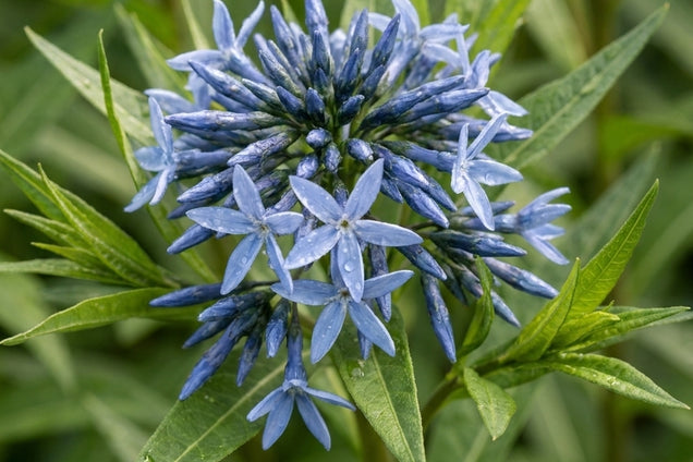 Amsonia tabernaemontana 'Stella Azul' bloem