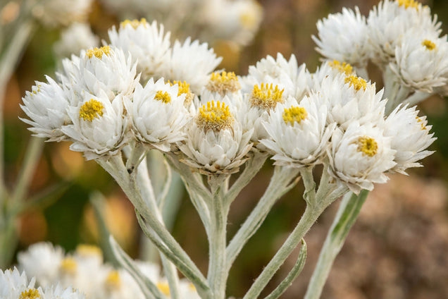 Anaphalis margaritacea yedoensis bloem