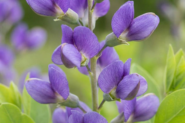 Baptisia 'Blueberry Sundae' bloem