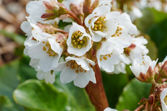 Bergenia 'Bressingham White' bloem