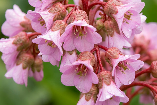 Bergenia 'Silberlicht' bloem