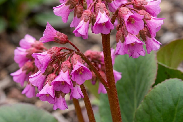 Bergenia 'Wintermärchen' bloem
