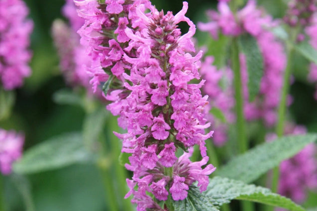 Betonica officinalis 'Hummelo' bloem