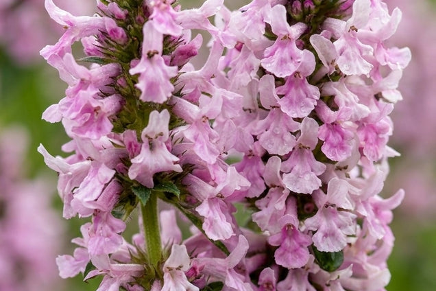 Betonica 'Summer Crush' bloem