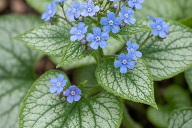 Brunnera macrophylla 'Alexanders Great' bloem