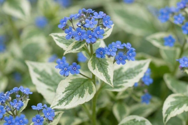 Brunnera macrophylla 'Hadspen Cream' bloem