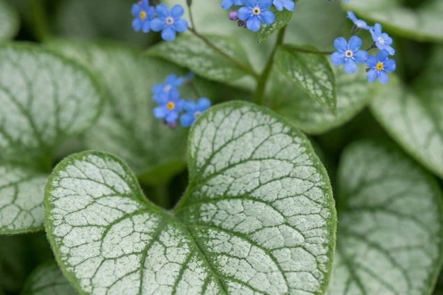 Brunnera macrophylla bloem