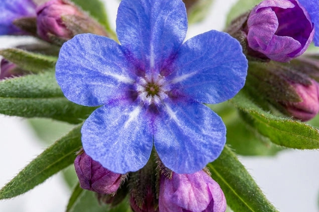 Buglossoides purpurocaerulea bloem