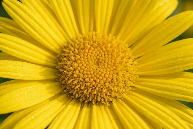 Buphthalmum salicifolium 'Alpengold' bloem