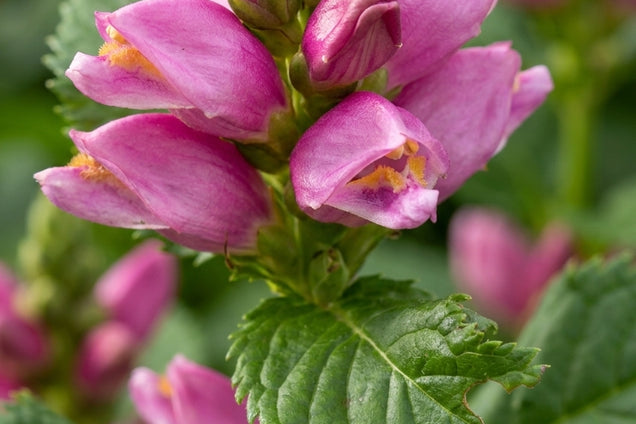 Chelone obliqua 'Arturtle' bloem