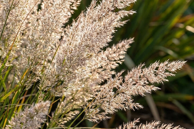 Calamagrostis brachytricha 'Mona' bloem