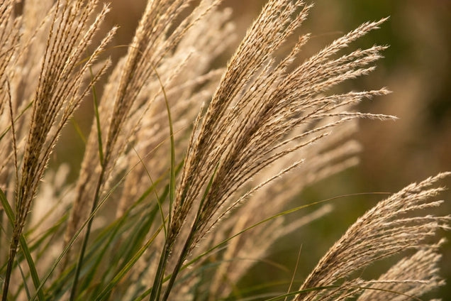 Calamagrostis canadensis bloem