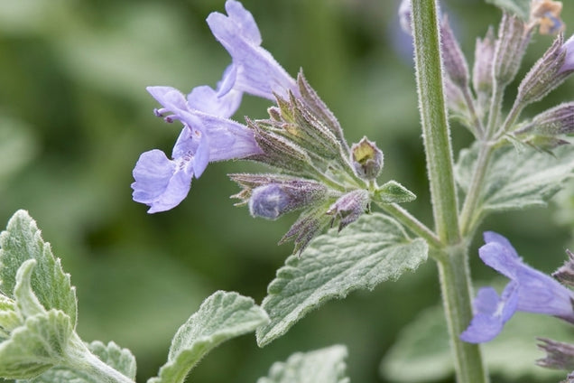Calamintha nepeta 'Blue Cloud' bloem