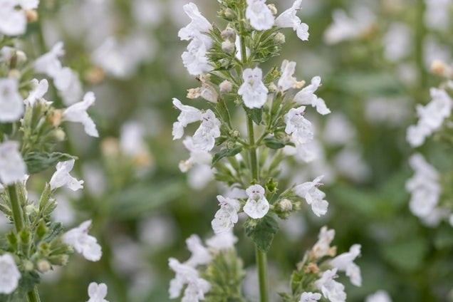Calamintha nepeta nepeta bloem
