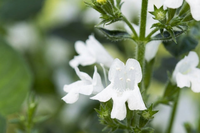 Calamintha nepeta 'White Cloud' bloem