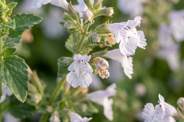 Calamintha nepeta bloem