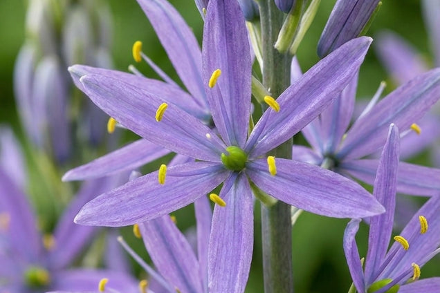 Camassia leichtlinii 'Caerulea' bloem