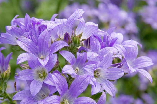 Campanula lactiflora 'Prichard's Variety' bloesem
