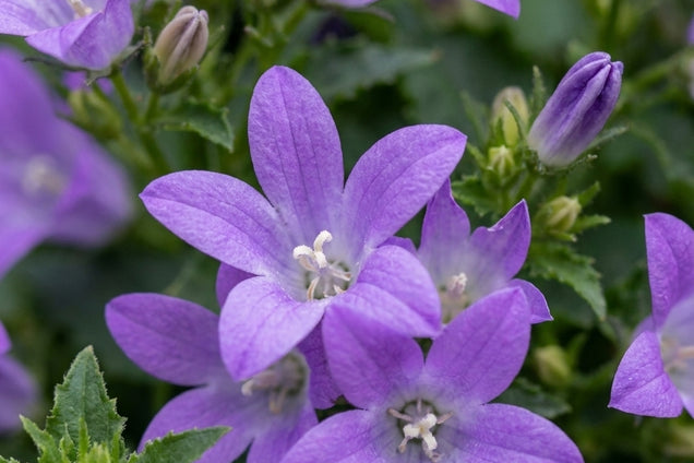 Campanula latifolia 'Gloaming' bloem