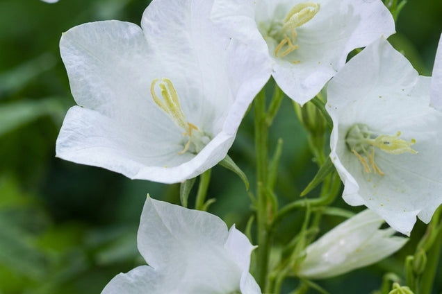 Campanula persicifolia 'Alba' bloem