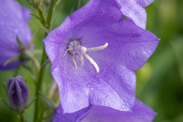Campanula persicifolia 'Coerulea' bloem
