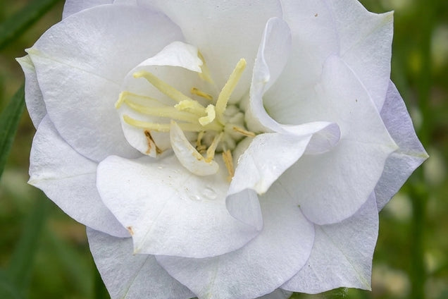 Campanula persicifolia 'La Bonne Amie' bloem