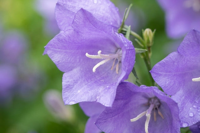 Campanula persicifolia 'Takion Blue' bloem