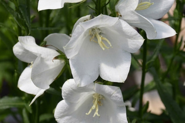 Campanula persicifolia 'Takion White' bloem