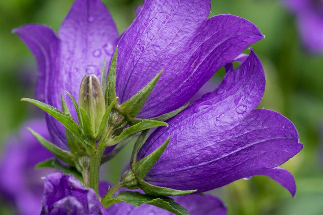 Campanula portenschlagiana 'Resholt Variety' bloem