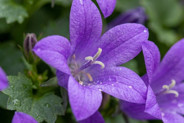 Campanula portenschlagiana bloem