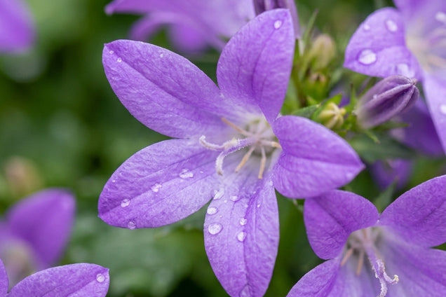 Campanula poscharskyana 'Trollkind' bloem