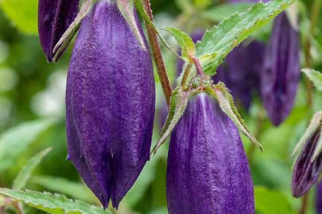 Campanula 'Purple Sensation' blad