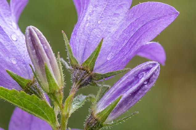 Campanula trachelium bloem